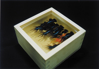 金魚酒「出目金」