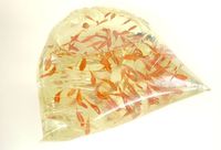 初出荷「和金」