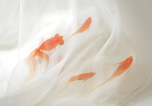 金魚の羽衣０１.jpg